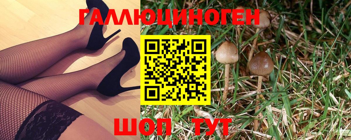 Волжск  Псилоцибиновые грибы Psilocybe  Вход с VPN 